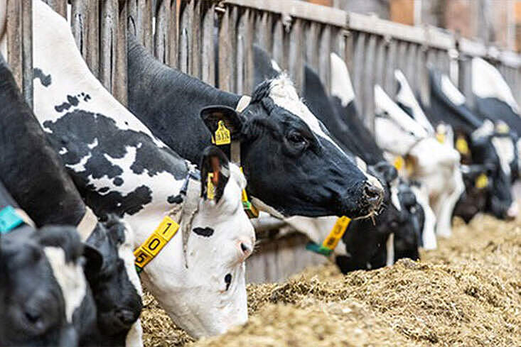Ab 2027 setzen acht Milchviehbetriebe im Rahmen eines Transgourmet-Projekts auf regenerative Landwirtschaft. Foto: © Transgourmet