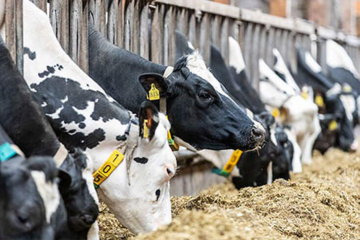 Ab 2027 setzen acht Milchviehbetriebe im Rahmen eines Transgourmet-Projekts auf regenerative Landwirtschaft. Foto: © Transgourmet