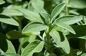 Salbei (Salvia officinalis) mit silbrig-grünen Blättern im Garten, vielseitiges Küchen- und Heilkraut