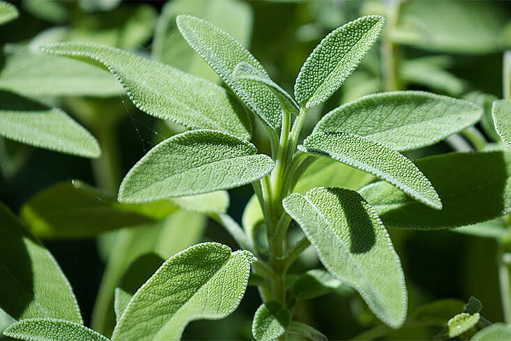 Salbei (Salvia officinalis) mit silbrig-grünen Blättern im Garten, vielseitiges Küchen- und Heilkraut