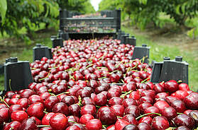 Kirschfoto von © Adil Chelebiyev/iStock/Getty Images