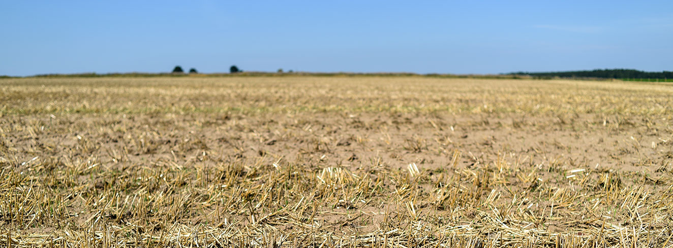 Die Auswirkungen der Dürre, getrocknete Feld im Sommer. Foto: Kamila Kozioł/iStock/Getty Images