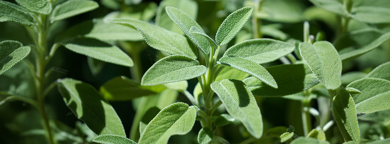 Salbei (Salvia officinalis) mit silbrig-grünen Blättern im Garten, vielseitiges Küchen- und Heilkraut