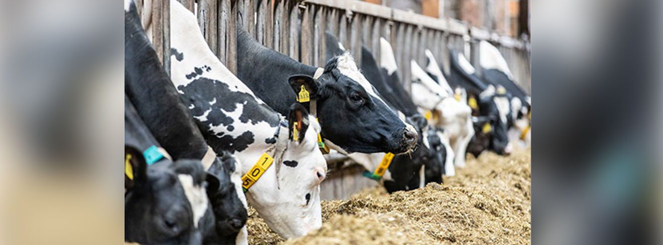 Ab 2027 setzen acht Milchviehbetriebe im Rahmen eines Transgourmet-Projekts auf regenerative Landwirtschaft. Foto: © Transgourmet